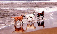 dogs in surf